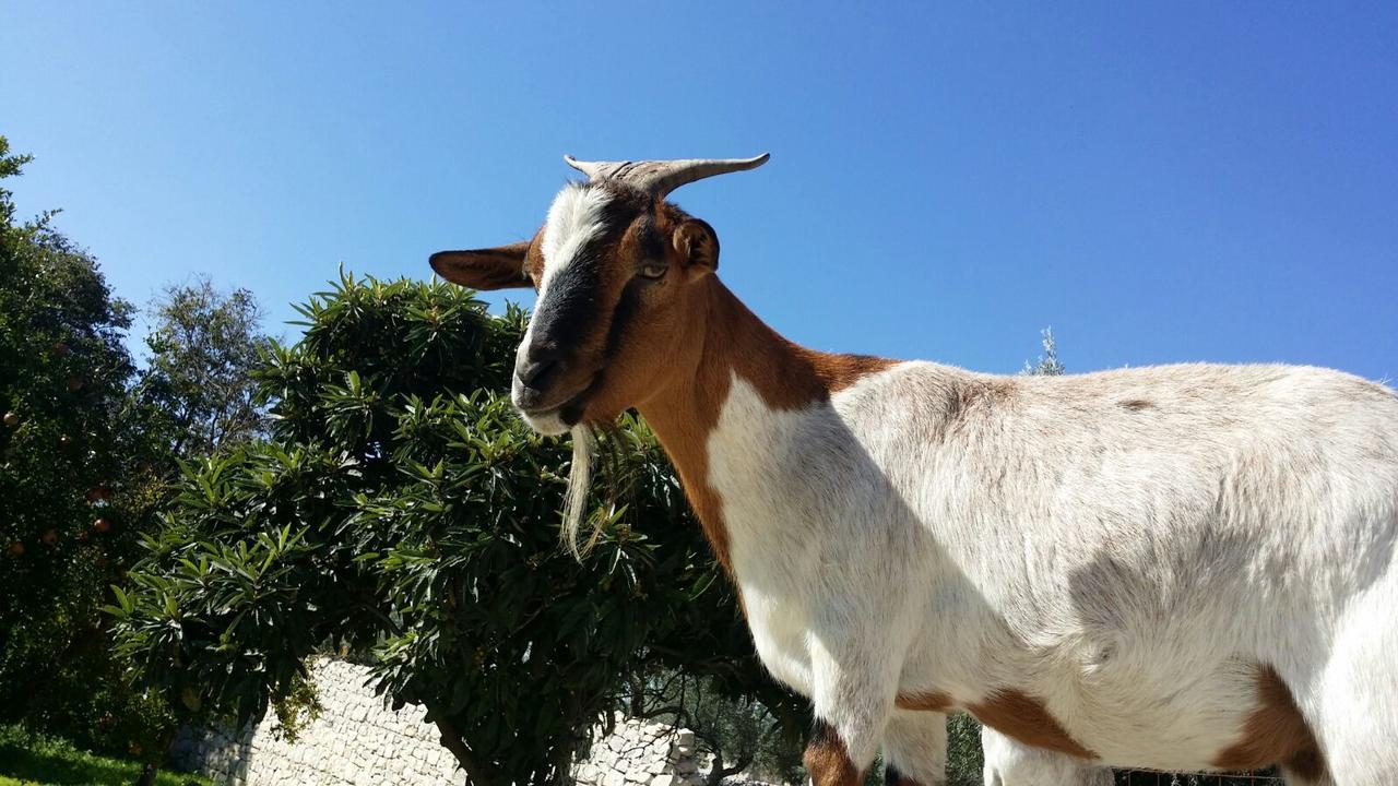 Valata Minusa Country Resort Cannizzara エクステリア 写真